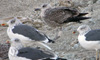 juvenile LBBG, ringed in the Netherlands.